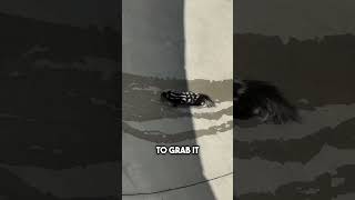 Skunk stuck in skater bowl skating skateboarding skate animals funny foryou trending skater [upl. by Lebyram644]