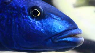 African Cichlid  Champsochromis caeruleus quotMalawi Troutquot Haplochromines [upl. by Krenn]