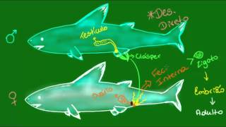 Reprodução nos Condrictes  Vertebrados  Zoologia [upl. by England]