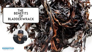 WHAT DOES BLADDERWRACK DO FOR YOUR BODY AND WHY ITS IN THE SBB FORMULA [upl. by Mccartan951]