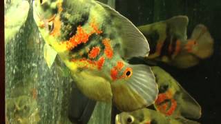 Cichlida pavia  Oscar Marble cichlid HD [upl. by Pasia]