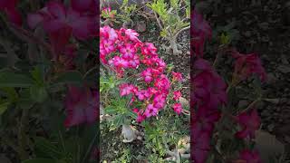 Adenium Plant Seeds Pods ready flowers garden desertrose nature FunGardening Homegarden26 [upl. by Kalfas]