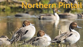 Northern Pintail Pointy Duck [upl. by Rieth569]