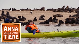 Wie robben Seebären  Reportage für Kinder  Anna und die wilden Tiere [upl. by Kealey569]