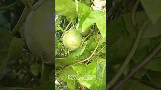 The Passiflora Edulis plant yt ytshort ytshortvideo ytplants [upl. by Eidissac]