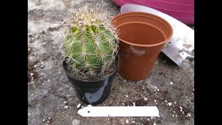 Re potting my Saguro Cactus Carnegiea gigantea [upl. by Zarah]