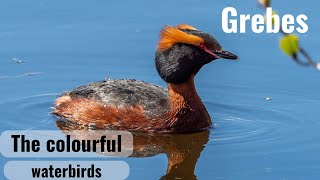 Podiceps the Crested Grebes [upl. by Ruddie]