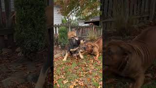 🙄🙄 Lion 🦁 Fighting Dogs The African Mastiff boerboels superbreed [upl. by Attikram]