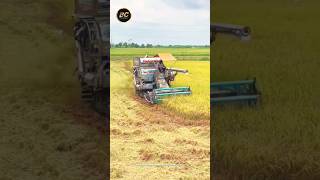 Dhan katne ki machine harvester shorts agriculture [upl. by Sinaj]