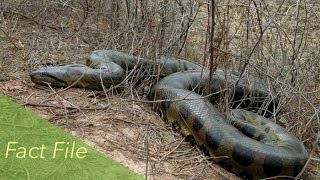 Green Anaconda Fact File  Reptiles amp Amphibians [upl. by Harragan]