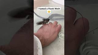 I tamed a Sweet Potato Hawk moth shorts [upl. by Borman]