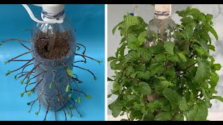 Plant Mint with plastic bottles [upl. by Irual]