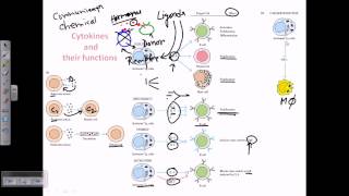 Cytokines and cytokine receptors [upl. by Asiaj]