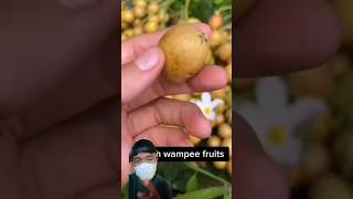 Memanen buah wampee segaragriculture satisfying shorts short [upl. by Alyehc]