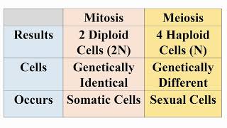 Results of Meiosis and Mitosis Divisions [upl. by Aleel]