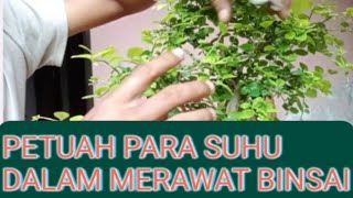 PENTING  CARA PERAWATAN BONSAI YG PALING AMPUH DAN PALING PENTING ADALAH KESABARAN BONSAISERUT [upl. by Davie777]