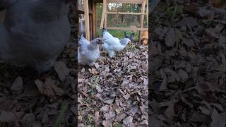 Chickens Composting Leaves composting permaculture backyardchickens shorts [upl. by Vullo905]