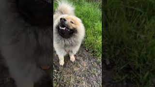 Eurasier Olaf  attention j’arrive …un lion … [upl. by Jago]