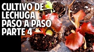 Cultivo de Lechuga Paso a Paso  Parte 4 Cuando transplantar lechuga cosasdeljardin [upl. by Annoyi73]