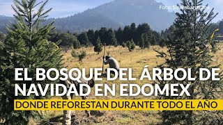 El Bosque del Árbol de Navidad en Edomex donde reforestan durante todo el año [upl. by Llig]