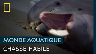 La dangereuse technique de pêche du grand dauphin [upl. by Viglione]