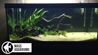 40 Gallon Planted TankDIY Light SuspensionBlack Beard Algae Remediation [upl. by Cohin33]