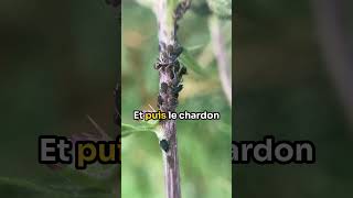 Insectes et biodiversité sur chardons des champs de mon jardin insectes abeilles biodiversité [upl. by Harewood]