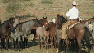 Tongue River Ranch  American Quarter Horse Program [upl. by Chandal]