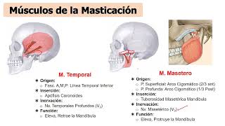 Anatomía FOSA TEMPORAL CIGOMÀTICA Y PTERIGOMAXILAR  Cabeza y cuello 3  SOCIBASF  UNMSM [upl. by Noizneb510]