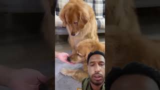 You can do a lot with blinded eyesFunnyGoldenDogs shorts youtube funny reactionvideo [upl. by Baalman]