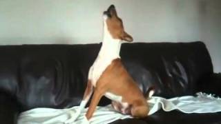 Basenji howling to Countdown clock [upl. by Ahcsas812]