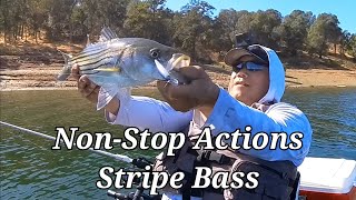 Aggressive Stripers All Over The Lake New Hogan Lake Insta360 x3 [upl. by Shamrao]