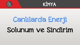 Canlılarda Enerji  Solunum ve Sindirim [upl. by Thomson]