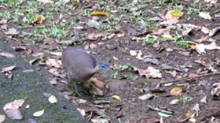 Great Tinamu  La Selva Biological Station Costa Rica [upl. by Hanae758]