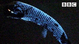 Why this deep sea fish has scientists stumped 🤔  BBC [upl. by Zeiger]