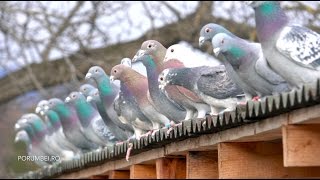 Racing Pigeons Winter Survivors by the Mountains [upl. by Aubrey]