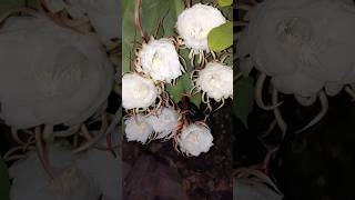 Brahma Kamal🪷🥰 brahmakamal flowers plants brahmakamal [upl. by Salvucci892]