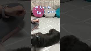 【ミニシュナ ベラさん】驚異の連続技！見逃せない芸達者犬の連続パフォーマンス！！ shorts dog ミニチュアシュナウザー 犬 癒し かわいい [upl. by Mechelle]