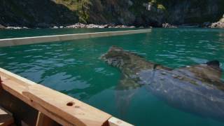 Basking Sharks [upl. by Smallman889]