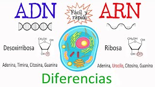 💫 Diferencias entre ADN Y ARN🔬 Fácil y Rápido  BIOLOGÍA [upl. by Eirol]