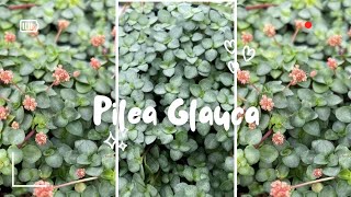 pilea glauca💚Silver Sparkle💚 [upl. by Cori]