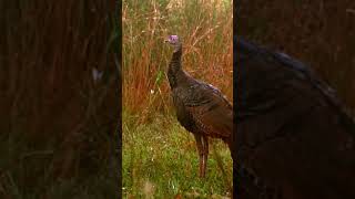 Gobbling in November turkey [upl. by Jonathon34]