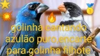 👍golinha cantando azulão puroencarte para golinha filhote💥🌵🔥💨 [upl. by Aicened]