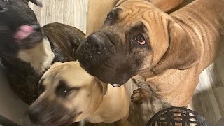 Owning 4 Big Boerboels [upl. by Daley259]