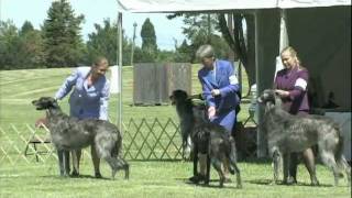 The 2011 Scottish Deerhound National Specialty Show [upl. by Landahl670]