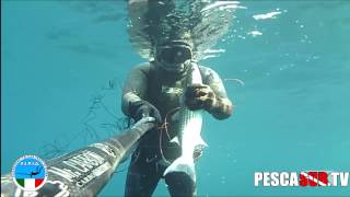 TIRO PERFETTO con FUCILE SUBACQUEO ARBALETE AL MUGGINE CEFALO in PESCA in APNEA  PescaSub TV [upl. by Persson]