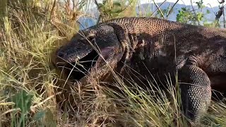 Komodo Islands Predatory Drama Unveiling the Wild Life Cycle komodo video yt [upl. by Ravaj]