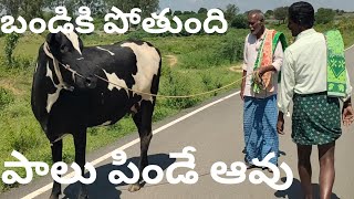 cross breed cows Cart and hand milking cow Indian cow market [upl. by Havard921]