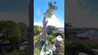 Dismantling an Illawarra Flame TreeBrachychiton Acerifolius arborist treeclimbing stihl [upl. by Nahej]