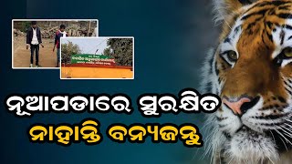 ନୂଆପଡାରେ ସୁରକ୍ଷିତ ନାହାନ୍ତି ବନ୍ୟଜନ୍ତୁ  BISWABANI LIVE [upl. by Seymour]